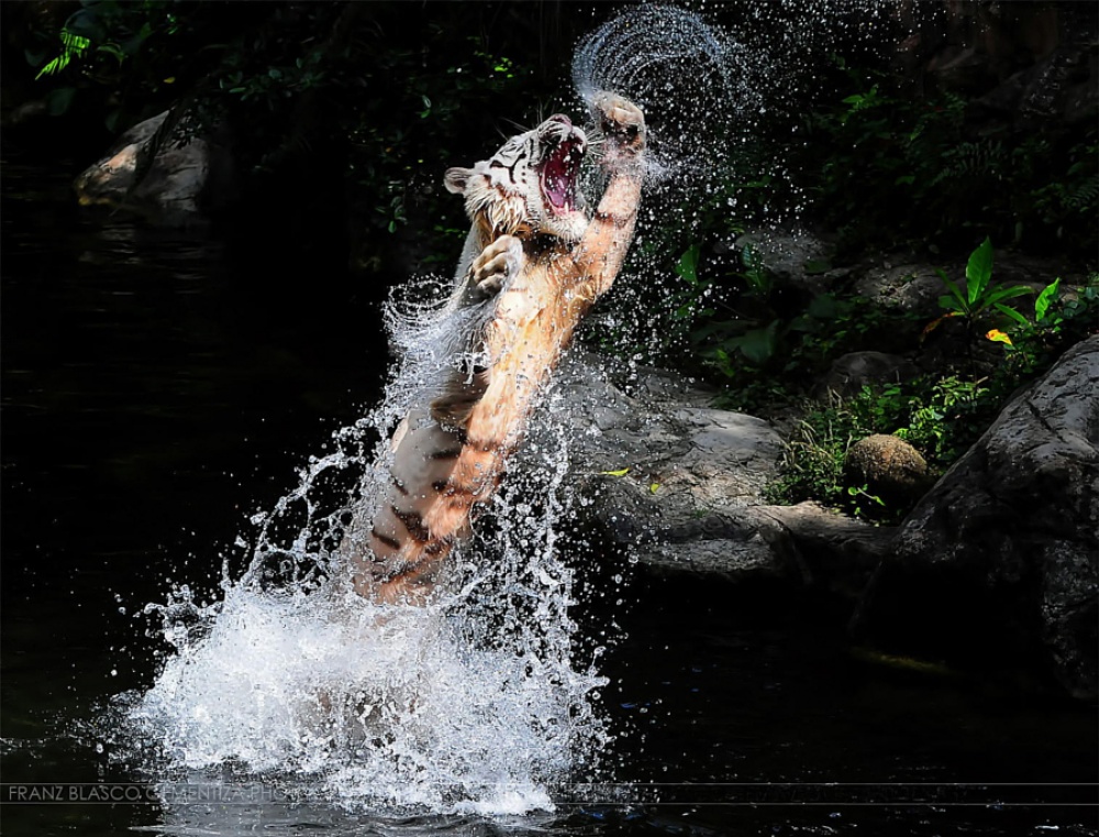 Фотография: Тигры и их дикий животный магнетизм №18 - BigPicture.ru