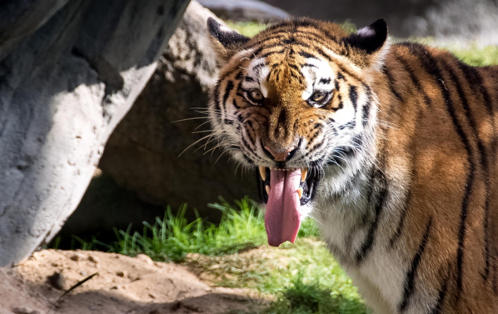 Фотография: Тигры и их дикий животный магнетизм №19 - BigPicture.ru