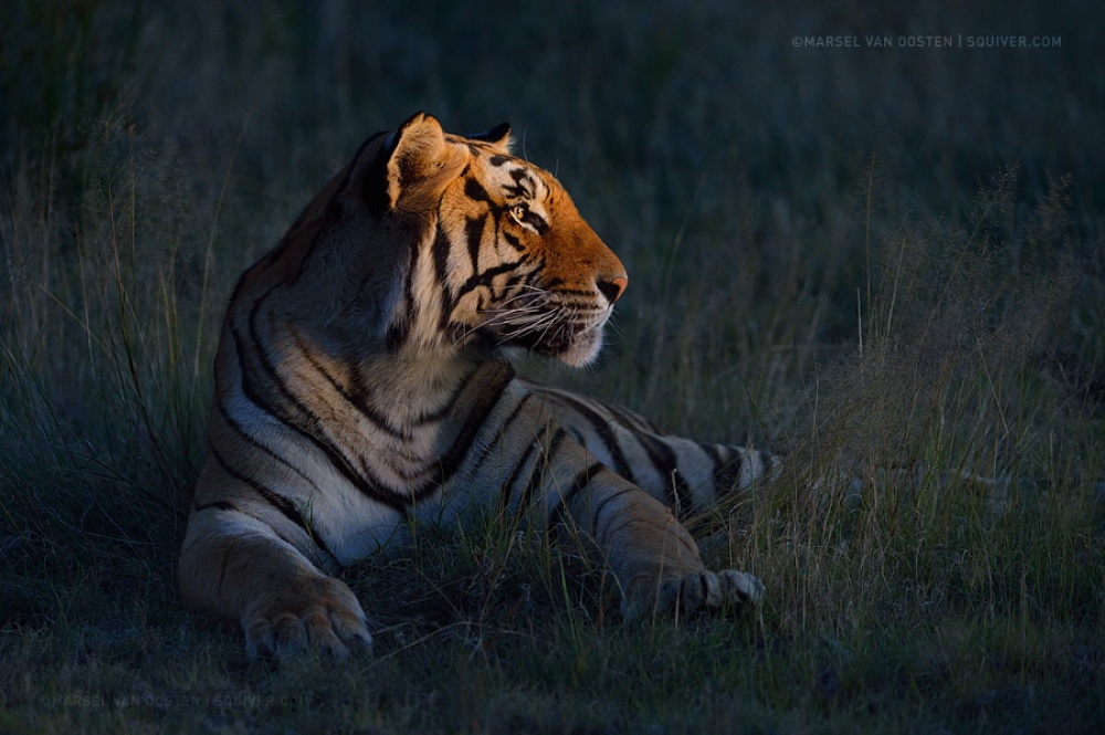 Фотография: Тигры и их дикий животный магнетизм №20 - BigPicture.ru
