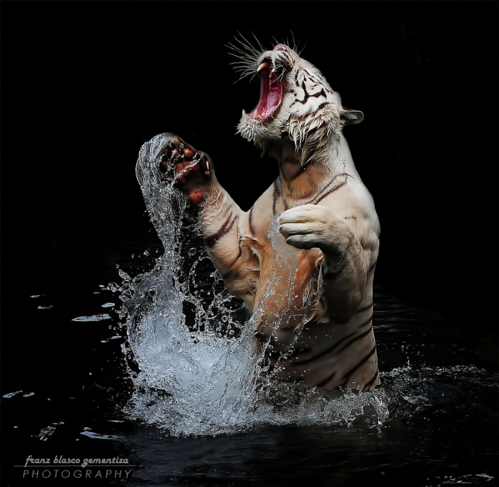 Тигры и их дикий животный магнетизм