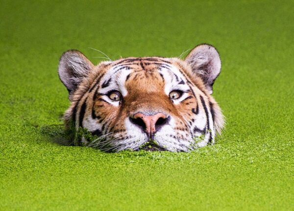 Тигры и их дикий животный магнетизм