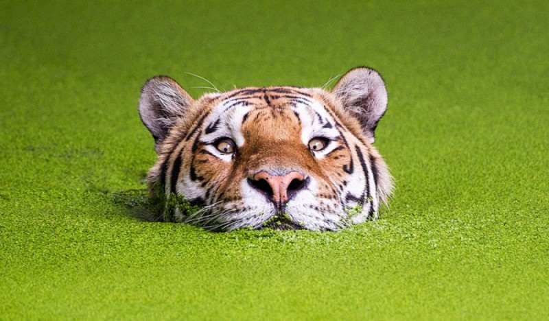 Фотография: Тигры и их дикий животный магнетизм №1 - BigPicture.ru