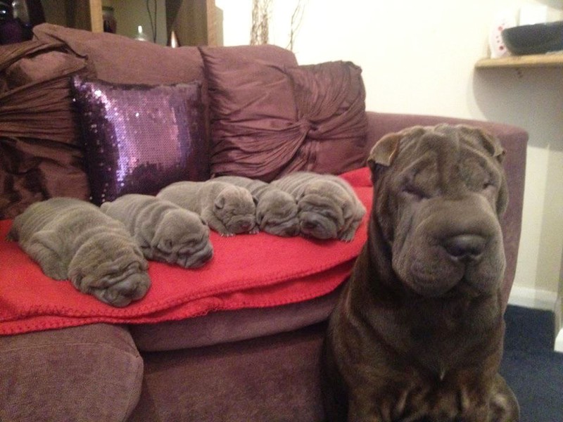 Фотография: 16 славнейших собак с милейшими щенятами №4 - BigPicture.ru