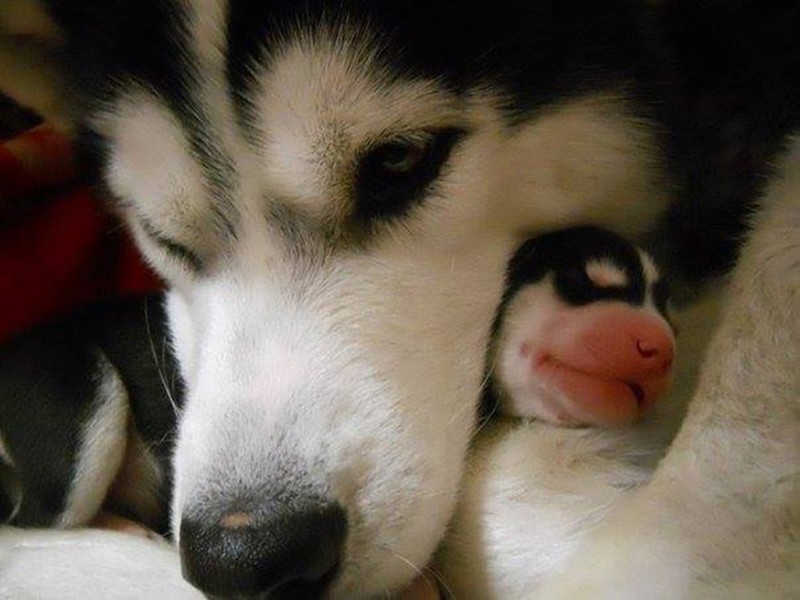 Фотография: 16 славнейших собак с милейшими щенятами №9 - BigPicture.ru