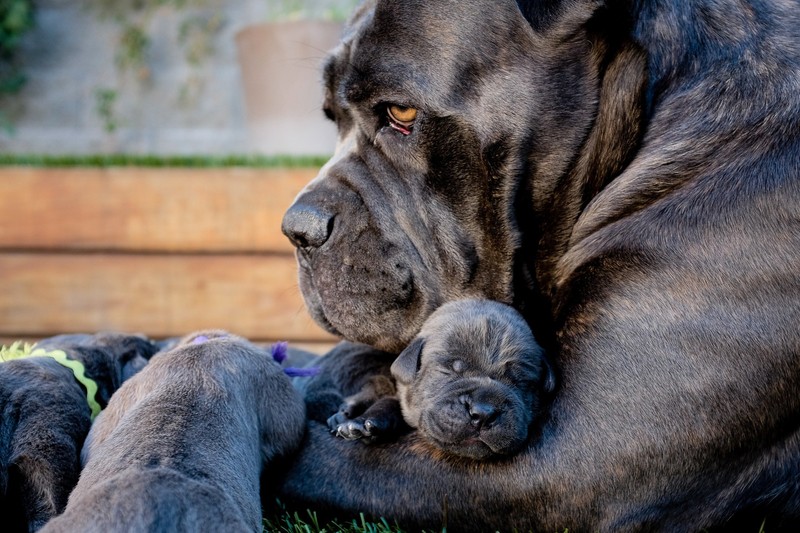 Фотография: 16 славнейших собак с милейшими щенятами №11 - BigPicture.ru