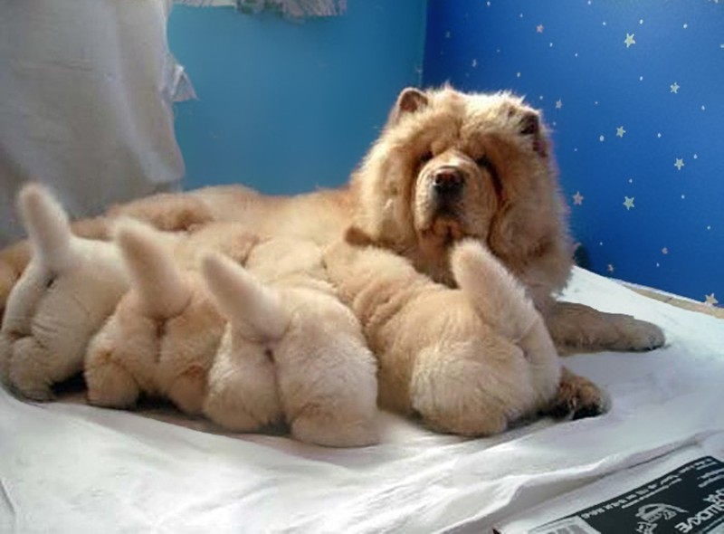 Фотография: 16 славнейших собак с милейшими щенятами №12 - BigPicture.ru