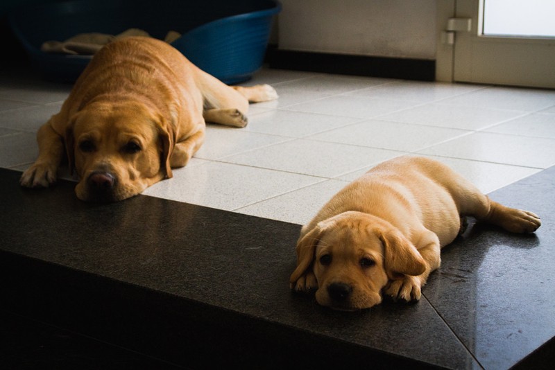 Фотография: 16 славнейших собак с милейшими щенятами №13 - BigPicture.ru