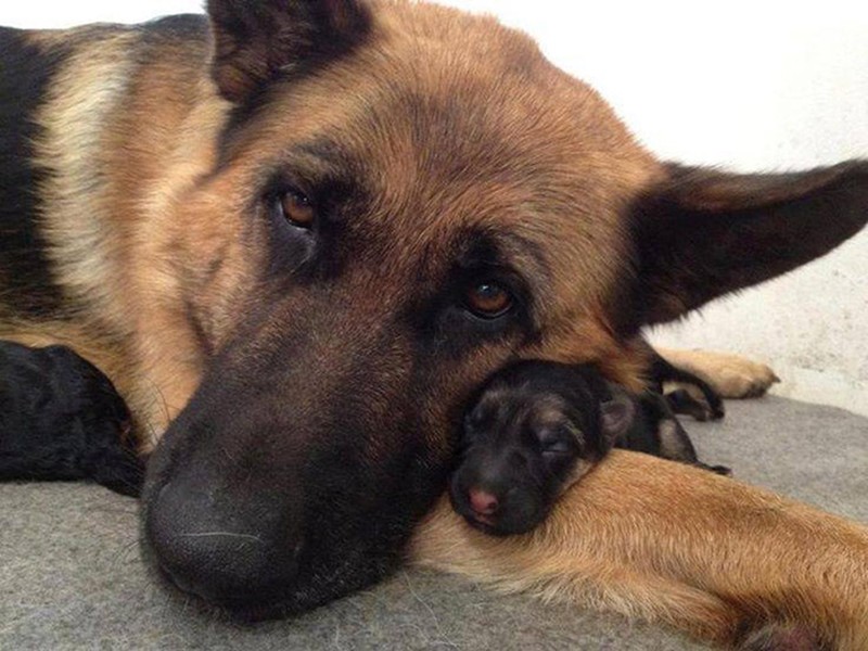 Фотография: 16 славнейших собак с милейшими щенятами №14 - BigPicture.ru