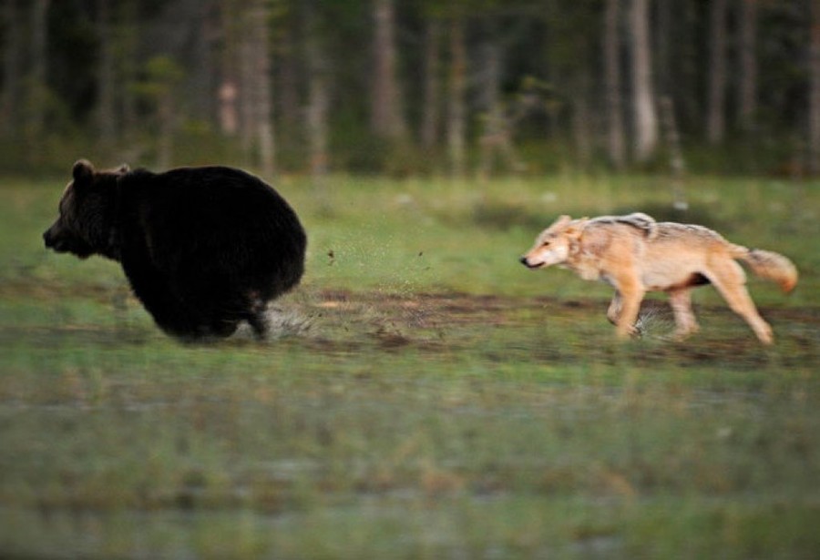 Финский фотограф запечатлел необычную дружбу между волчицей и медведем