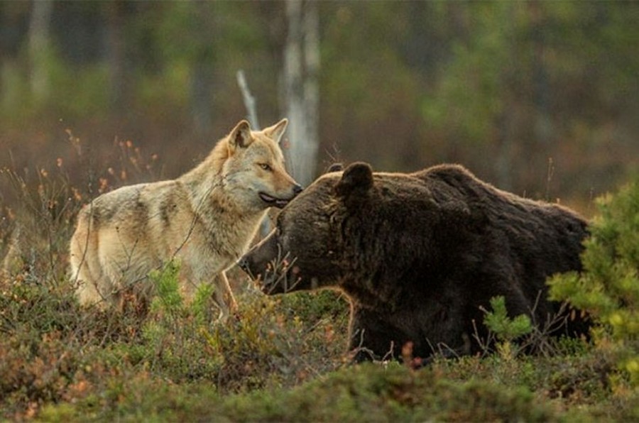 Финский фотограф запечатлел необычную дружбу между волчицей и медведем