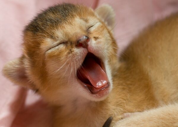 Попробуйте посмотреть этот пост и ни разу не зевнуть