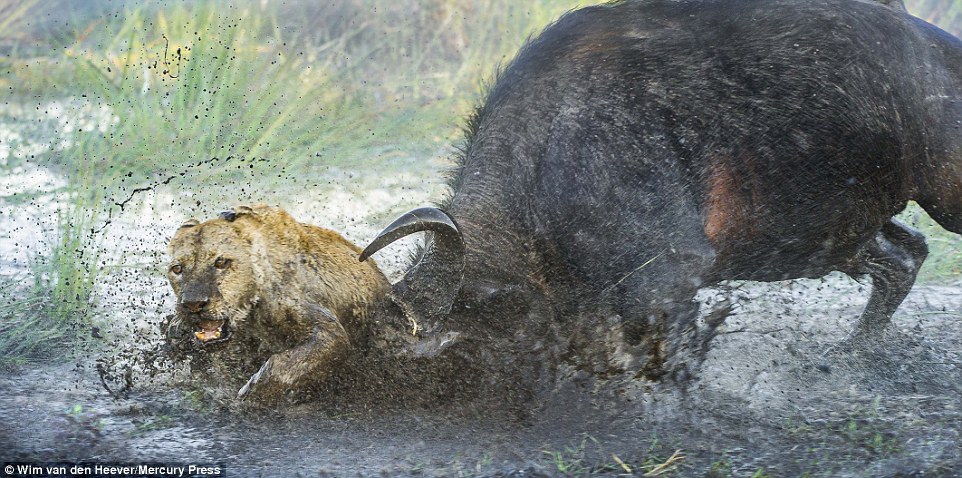 Фотография: Царство животных, каким вы его еще не видели: гонки, драки и нежность №7 - BigPicture.ru