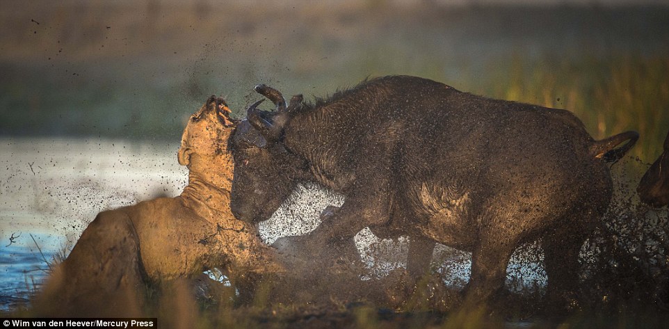 Фотография: Царство животных, каким вы его еще не видели: гонки, драки и нежность №21 - BigPicture.ru