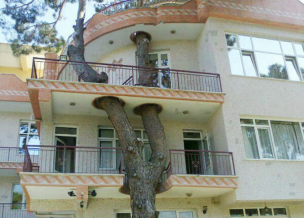 Дома, архитекторы которых отказались спиливать деревья