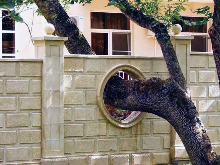 фото домов архитекторы которых отказались спиливать деревья