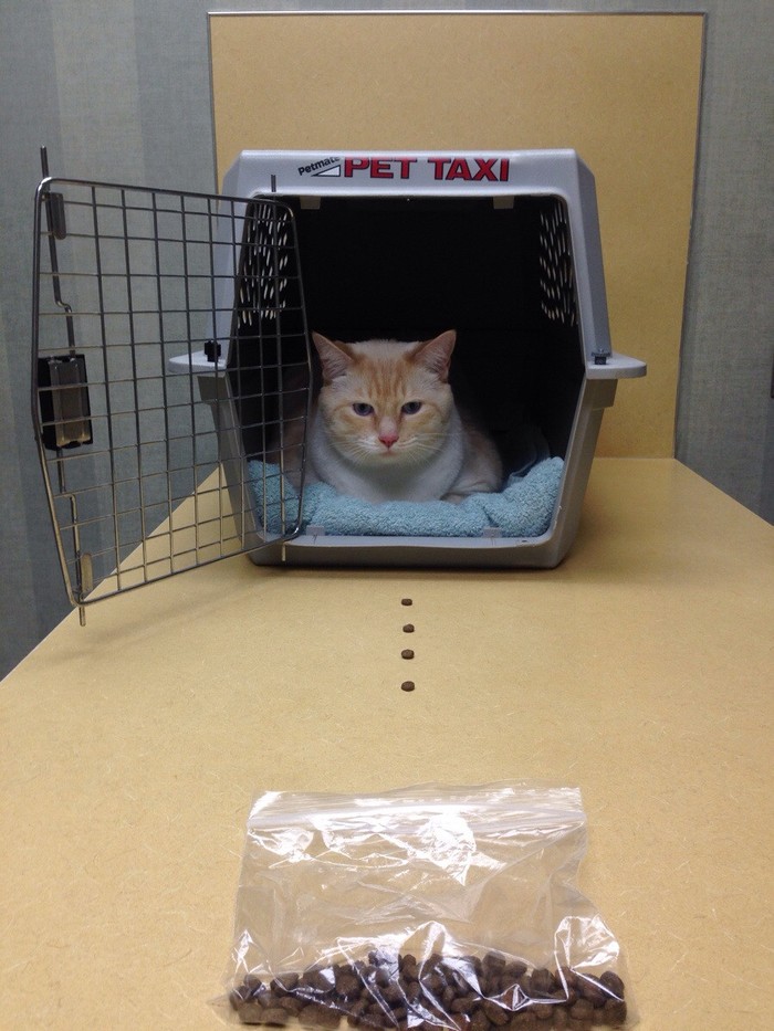 Коты которые осознали что их привели к ветеринару фото