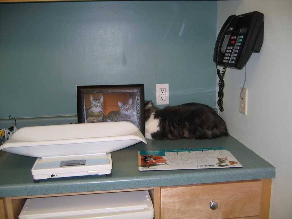 Коты которые осознали что их привели к ветеринару фото