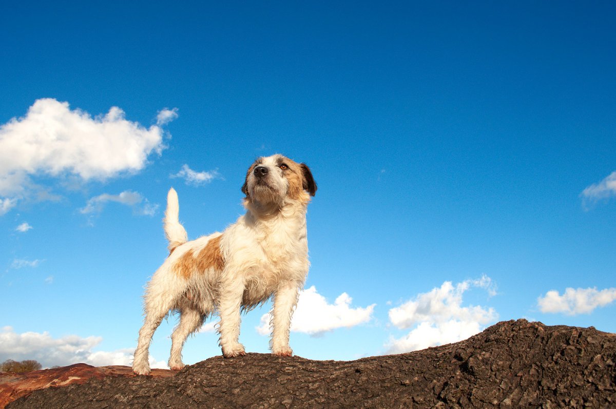 Фотография: 9 научно подтвержденных причин завести собаку №7 - BigPicture.ru