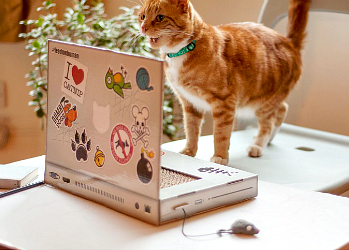 Ноутбук для котиков — то, чего вам не хватает