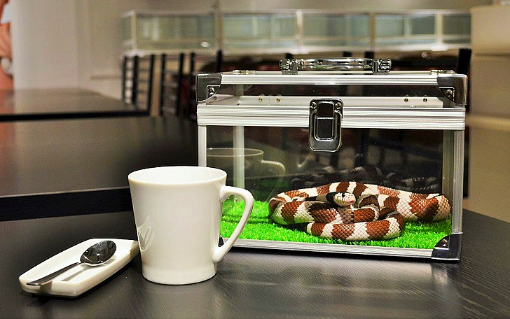 Фотография: Змеиное кафе в Японии — жуть? Еще какая! №1 - BigPicture.ru