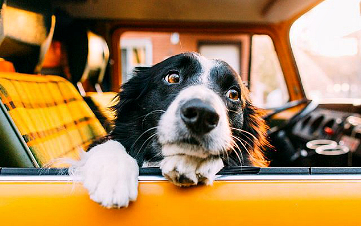 Фотография: Харизматичная собачка фотографа Эндрю Кнаппа №1 - BigPicture.ru