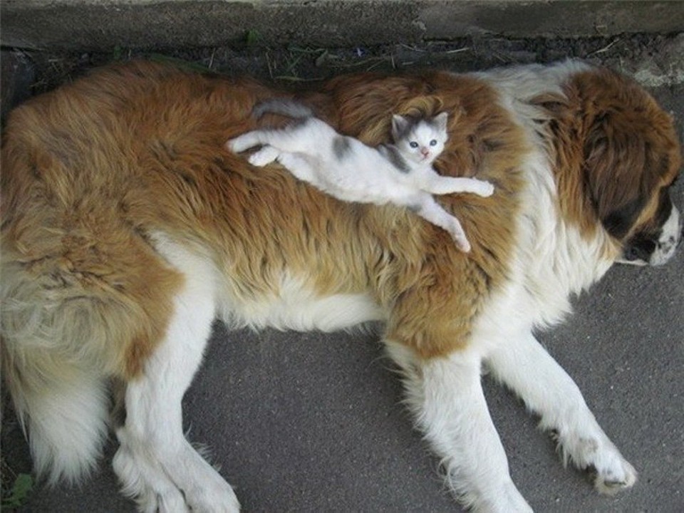 Фотография: Дружить как кошка с собакой №8 - BigPicture.ru
