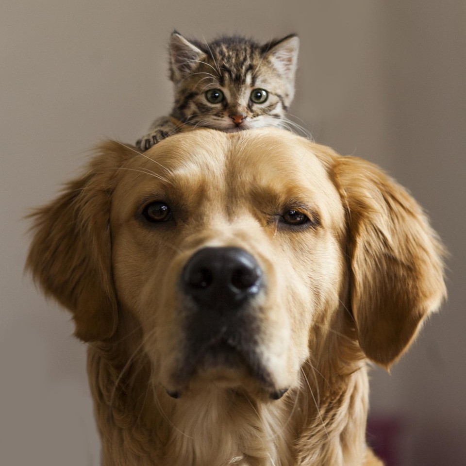 Фотография: Дружить как кошка с собакой №17 - BigPicture.ru