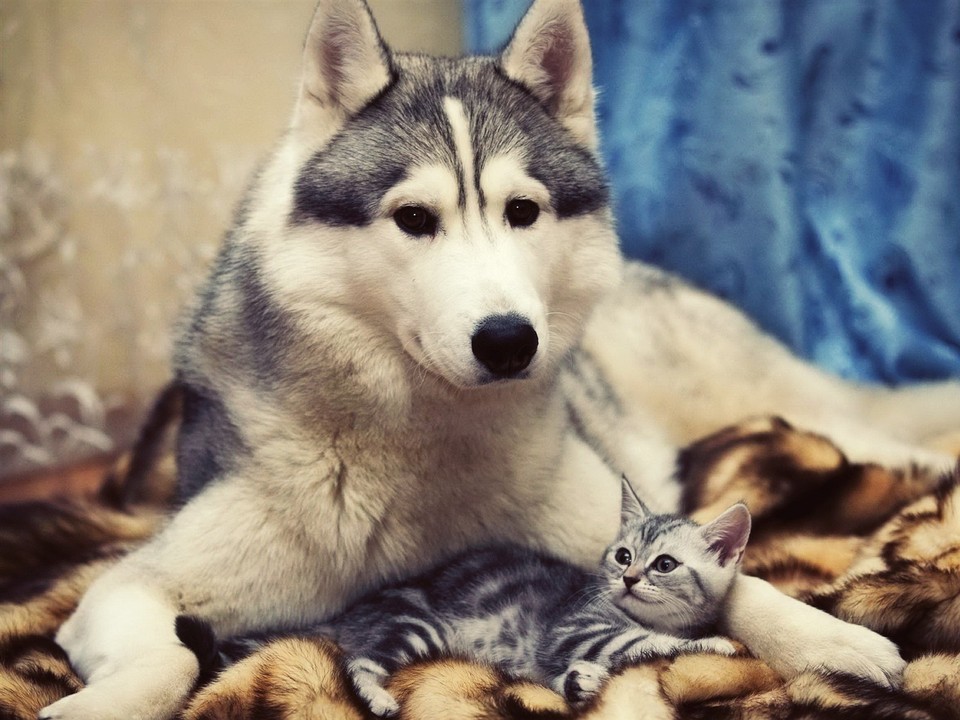 Фотография: Дружить как кошка с собакой №22 - BigPicture.ru