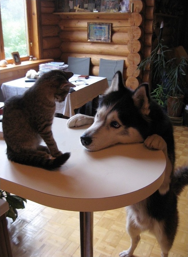 Фотография: Дружить как кошка с собакой №31 - BigPicture.ru