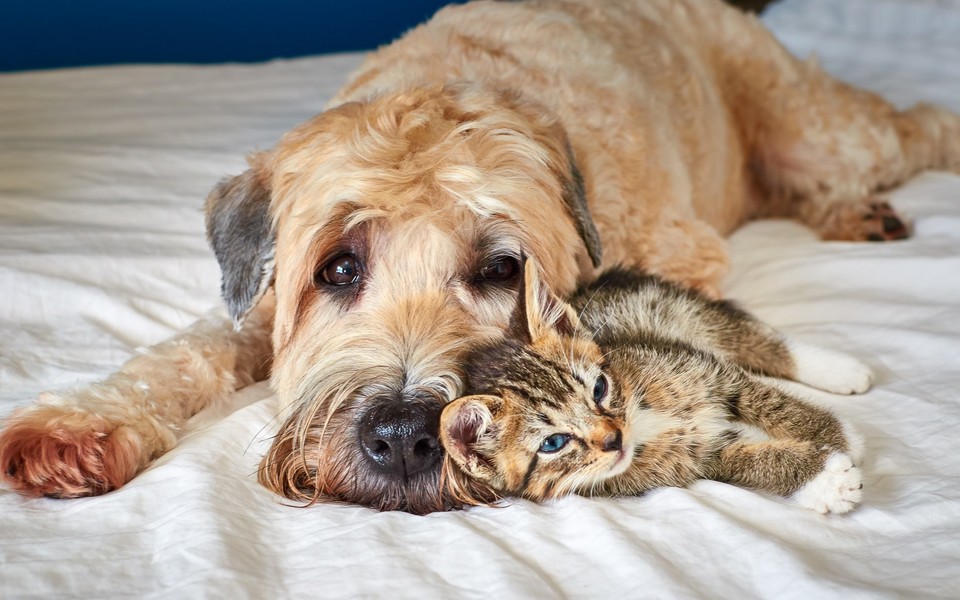 Фотография: Дружить как кошка с собакой №43 - BigPicture.ru