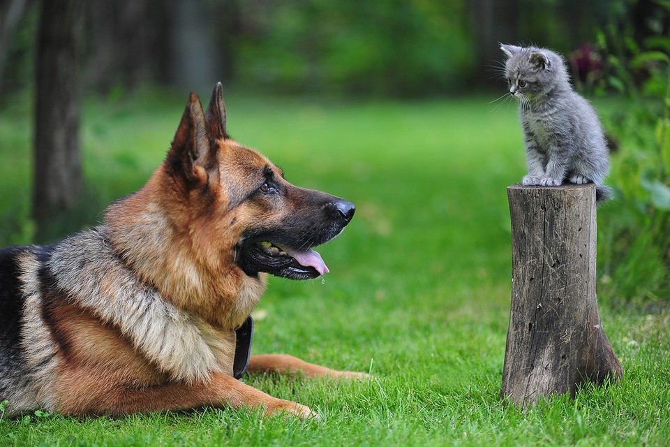 Фотография: Дружить как кошка с собакой №51 - BigPicture.ru