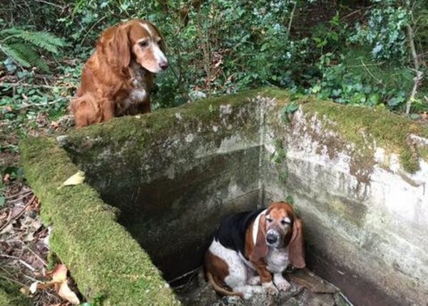 Собака неделю просидела возле своего попавшего в яму друга — пока не прибыла помощь из фейсбука
