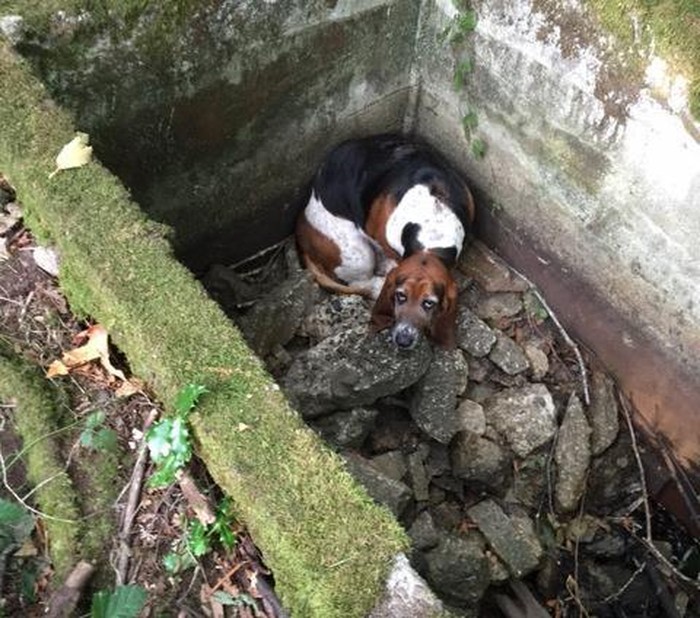 Фотография: Собака неделю просидела возле своего попавшего в яму друга — пока не прибыла помощь из фейсбука №4 - BigPicture.ru