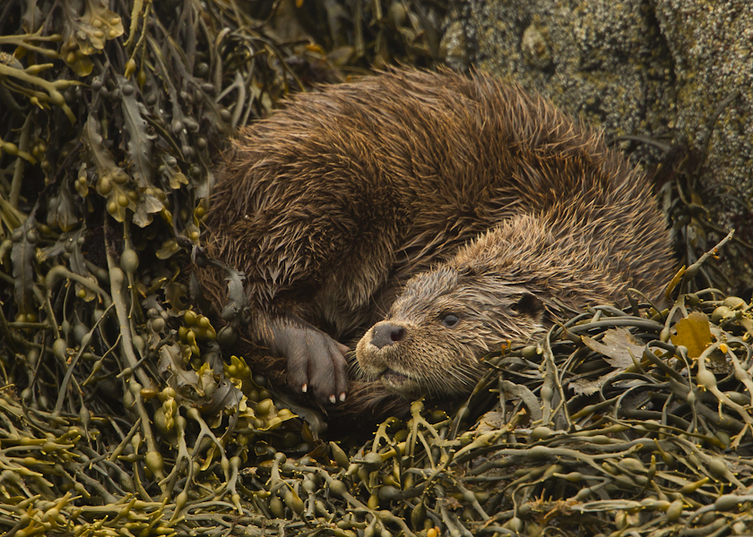 Фотография: Победители британского конкурса фотографий дикой природы №12 - BigPicture.ru
