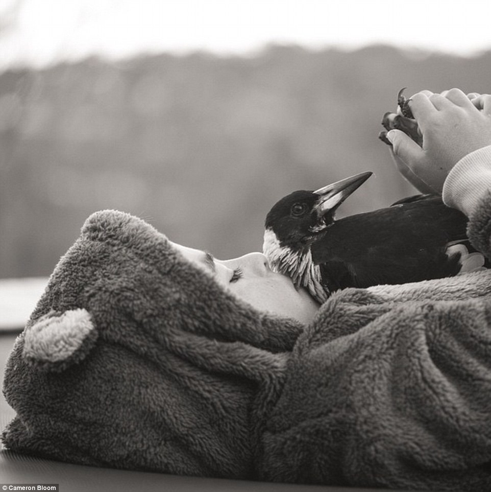 Фотография: Такой верный пернатый друг — сорока по кличке Пингвин №3 - BigPicture.ru