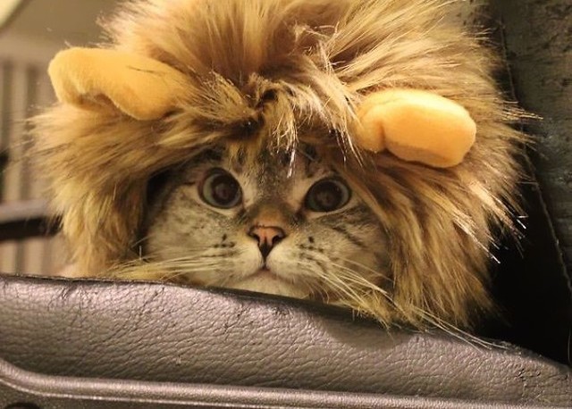 Фотография: История самой известной кошки инстаграма №1 - BigPicture.ru