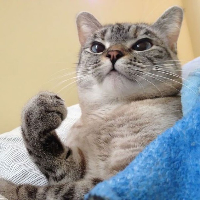Фотография: История самой известной кошки инстаграма №4 - BigPicture.ru