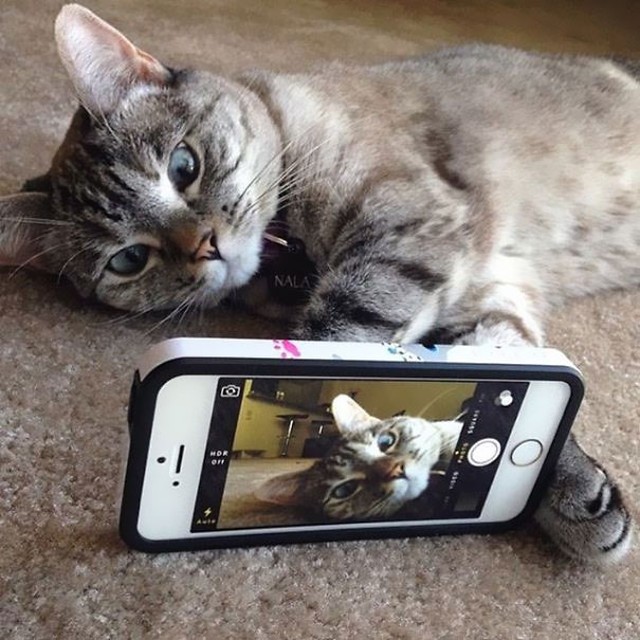 Фотография: История самой известной кошки инстаграма №14 - BigPicture.ru