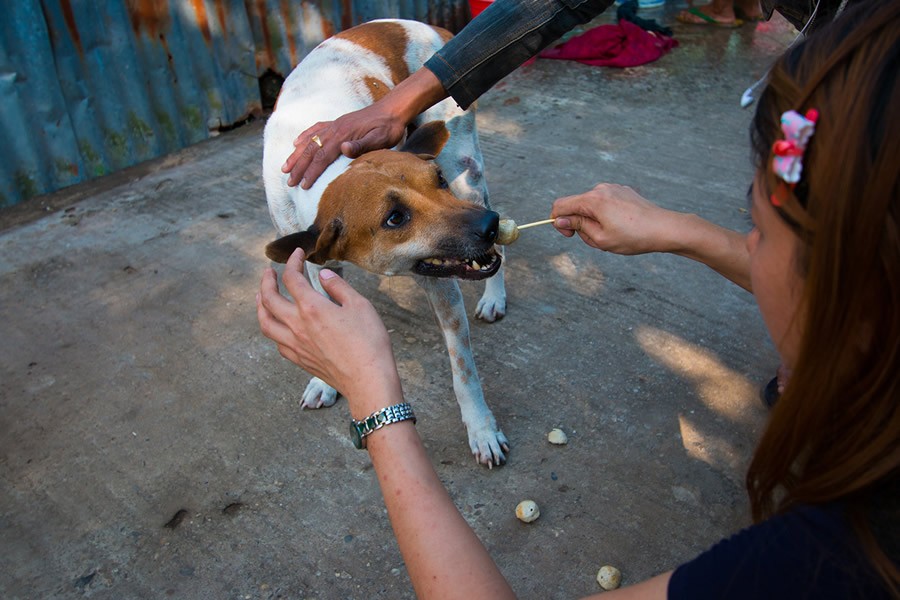 Фотография: Трогательная история о девушке, которая спасает бездомных собак №8 - BigPicture.ru