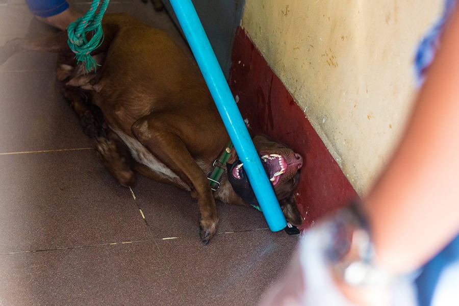 Фотография: Трогательная история о девушке, которая спасает бездомных собак №9 - BigPicture.ru