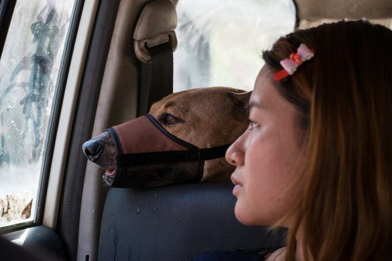 Фотография: Трогательная история о девушке, которая спасает бездомных собак №1 - BigPicture.ru