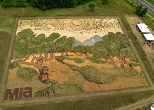 Художник воссоздал картину Ван Гога на поле площадью 5000 квадратных метров