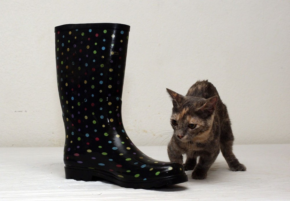 Фотография: Самый низкий котик в мире! №7 - BigPicture.ru