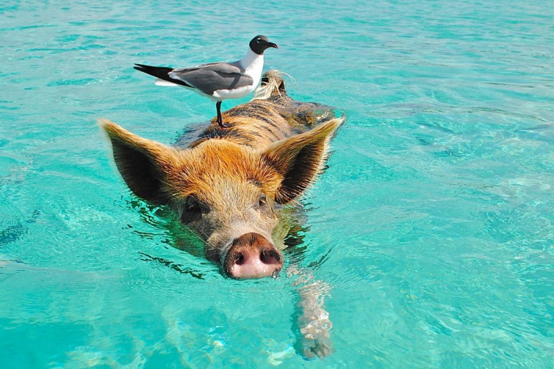 Фотография: Уникальные плавающие свиньи на одном из Багамских островов №1 - BigPicture.ru