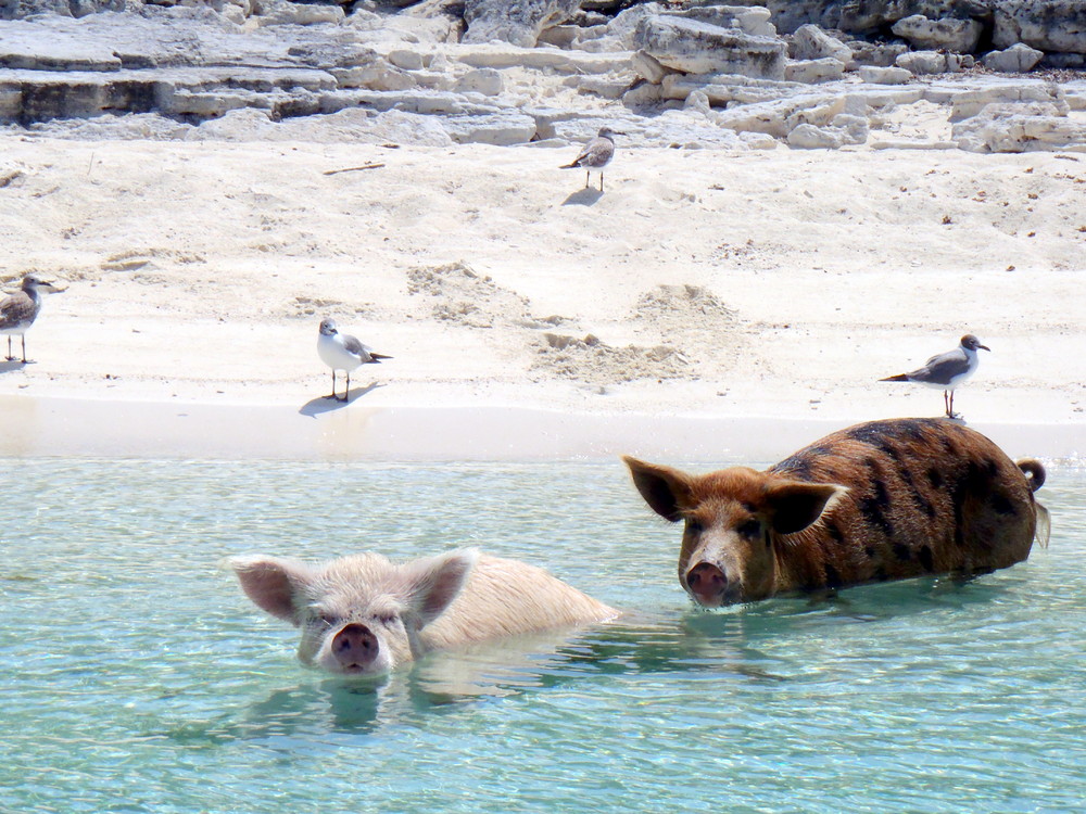Фотография: Уникальные плавающие свиньи на одном из Багамских островов №3 - BigPicture.ru