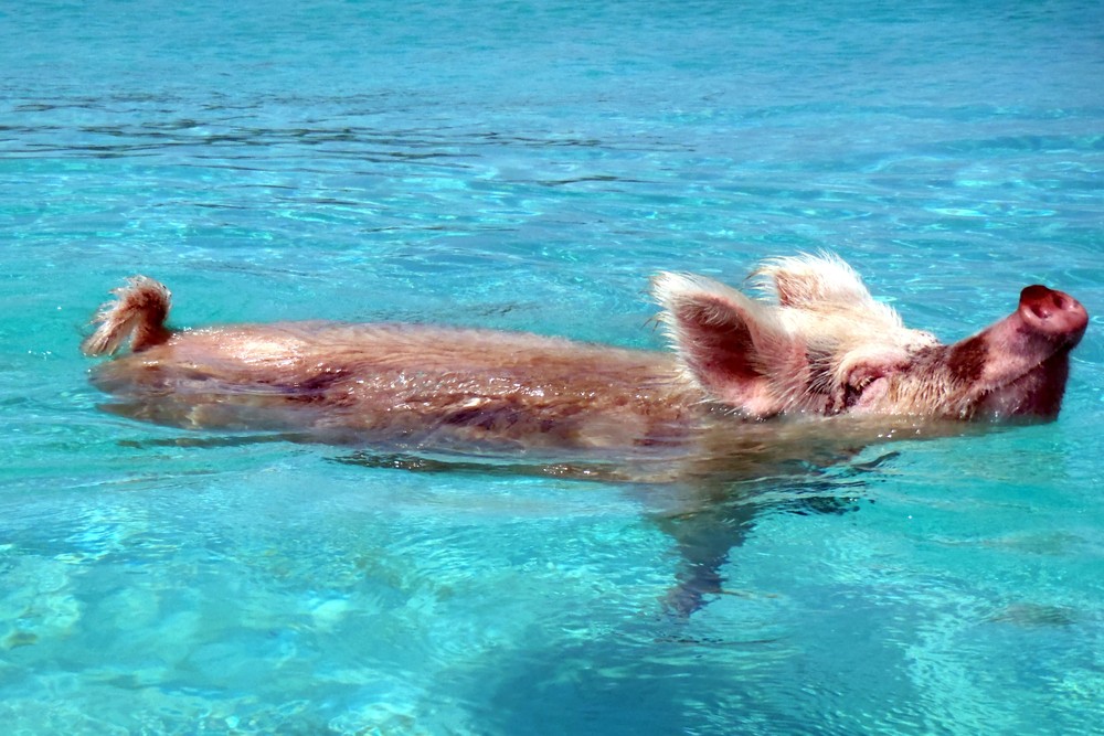 Фотография: Уникальные плавающие свиньи на одном из Багамских островов №4 - BigPicture.ru