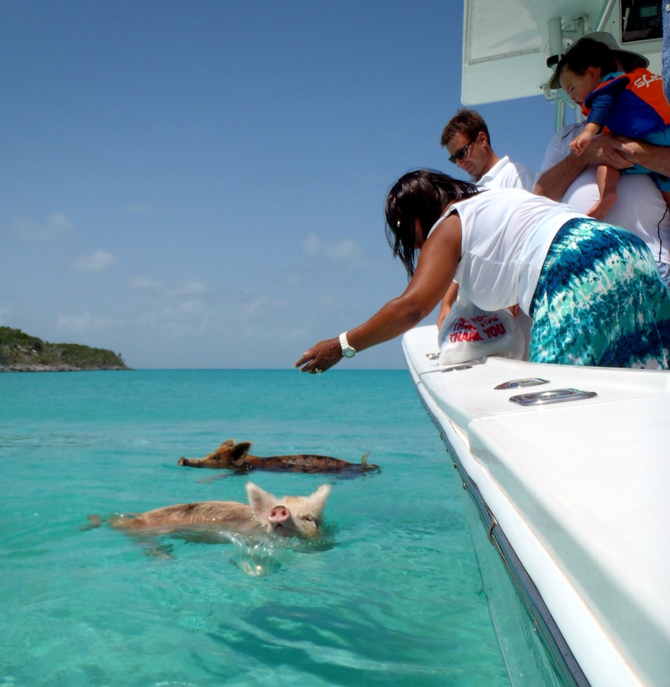 Фотография: Уникальные плавающие свиньи на одном из Багамских островов №5 - BigPicture.ru