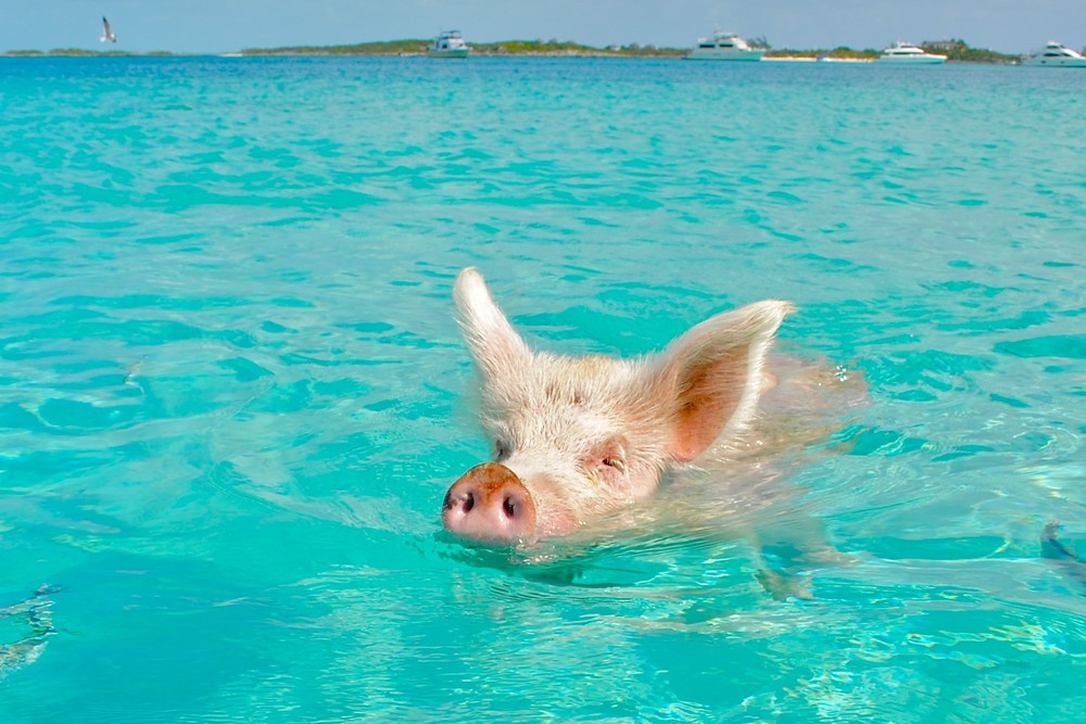 Фотография: Уникальные плавающие свиньи на одном из Багамских островов №6 - BigPicture.ru