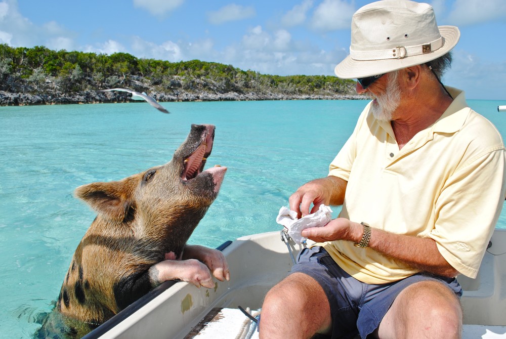 Фотография: Уникальные плавающие свиньи на одном из Багамских островов №7 - BigPicture.ru