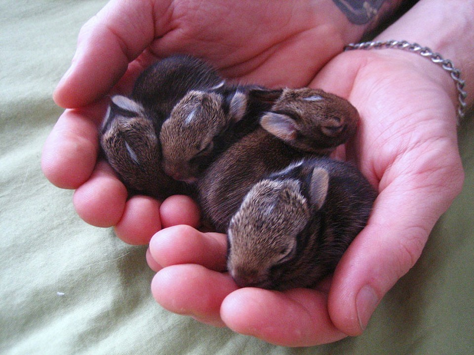 Фотография: Кролики — это новые котики №6 - BigPicture.ru
